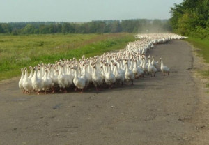 funny-ducks-crowd-road